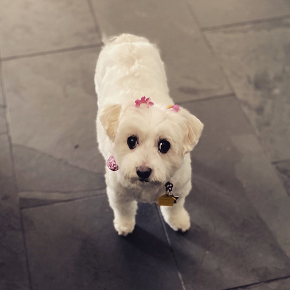 Meet your Posher, Jennifer - Picture 1 of 2